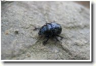 takový krásný brouček...