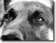 Pohled mluvící za vše