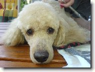 Maxíček při česání