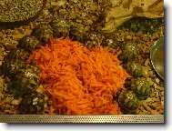 želvičky na snídani