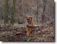 trochu pomotané lovacké pudy