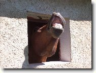 Čuchám,čuchám člověčinu