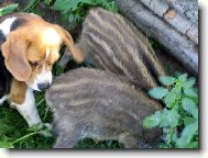 Bígl a dvě malé prasátka