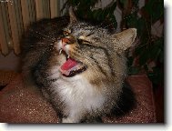 Já a na internetu?No to by jste mě rozesmáli.