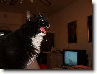 Há há há há .. .. ..