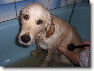 jak zmoklá slepička