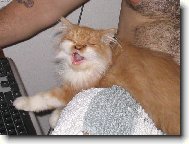 Pumík začíná surfovat - ještě pod dohledem