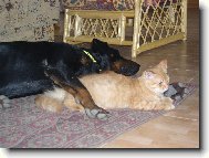 A to jsem si myslela, že když má kočku, tak nebude chrápat