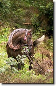 přibližování dřeva