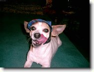 Mlsný čivavák :o)