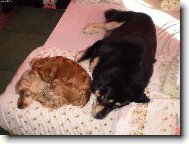 tibetská doga a kokršpaněl