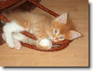 šestinedělní kocourek