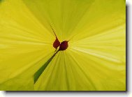 barevná abstrakce I