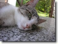 Šárinka pušinka unavená kočinka :D