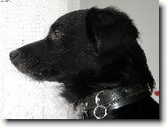 Odpolední melancholie