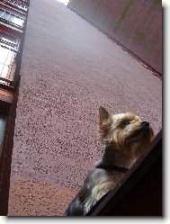 Malý pes pod velkým domem