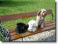 Bruntálský Voříšek