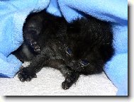 Budu kočka? Říkají, že vypadám jako opička.