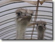 Na návštěvě u kamarádů