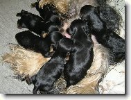 Takhle umýme papat v III. týdnu