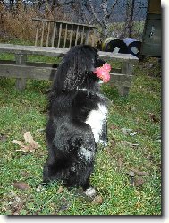 vyměním aportek za masíčko\.\.\. zn\.nejvyšší nabídka