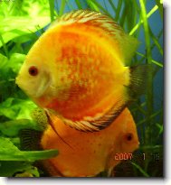 kuk-němí miláčkové