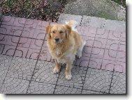 čekání na dobrotku.