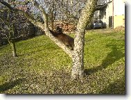 Krásně se protáhnu....na stromečku..