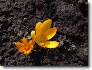 Šafrán Zlatokvětý