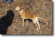 krásný pejsek otec neznámý