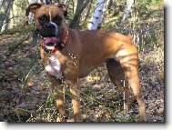 Aemi v brdských lesích