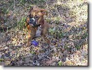 Aemi v brdských lesích