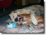 ...já mám větší zuby...