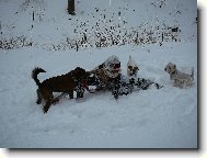 kdo má víc pejsků