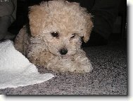 Náš malý Charlie!