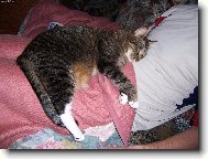 můj nejoblíbenější polštářek