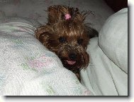 Páve prebudená Kirby