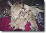 No čo mám robiť??????????