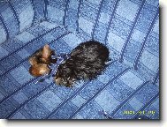 Nejlepší vánoční dárek