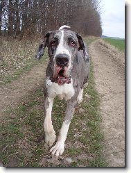 Bosanka na procházce