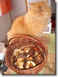 Alfi byl na houbách