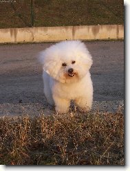 Andy z Červených roklin