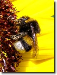 Čmelák na slunečnici