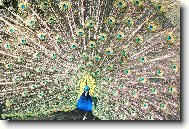 Páv korunkatý (Pavo cristatus)