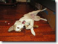 Besinka s kostičkou