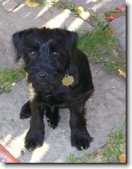 miláček celé rodiny