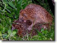 Ouvej to to píchá...