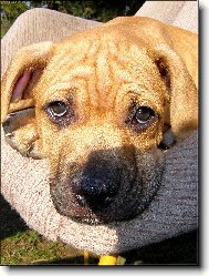 Bandogínek Saurínek