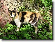 Ĺubovňa - kúpele (SK)