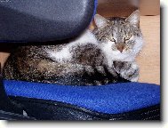 Chci si sednout k počítači a... :)